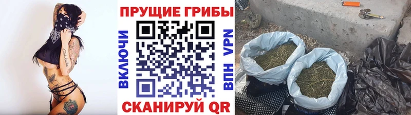 Псилоцибиновые грибы прущие грибы  Купить закладки  Белокуриха 